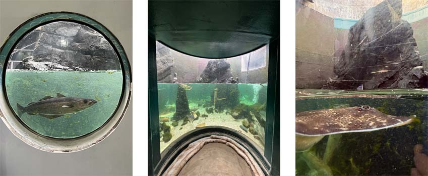 Composit-for-kelp-drain-blog.jpg#asset:1729