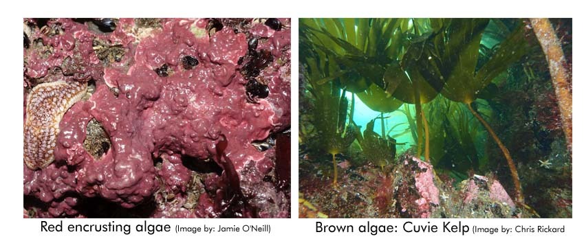 Composit-for-seaweed-blog-red.jpg#asset:1686