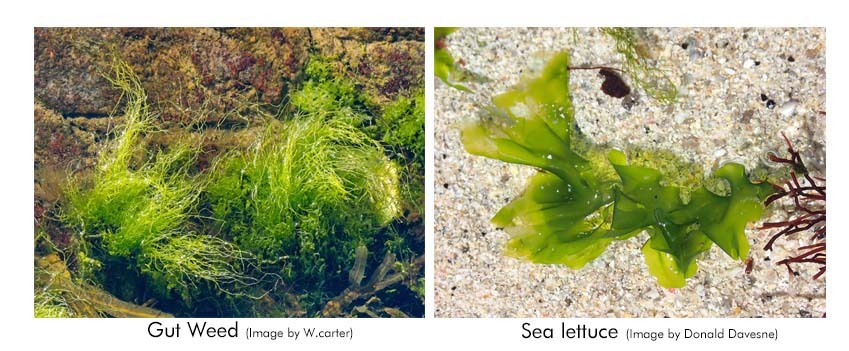 Composit-for-seaweeds.jpg#asset:1683