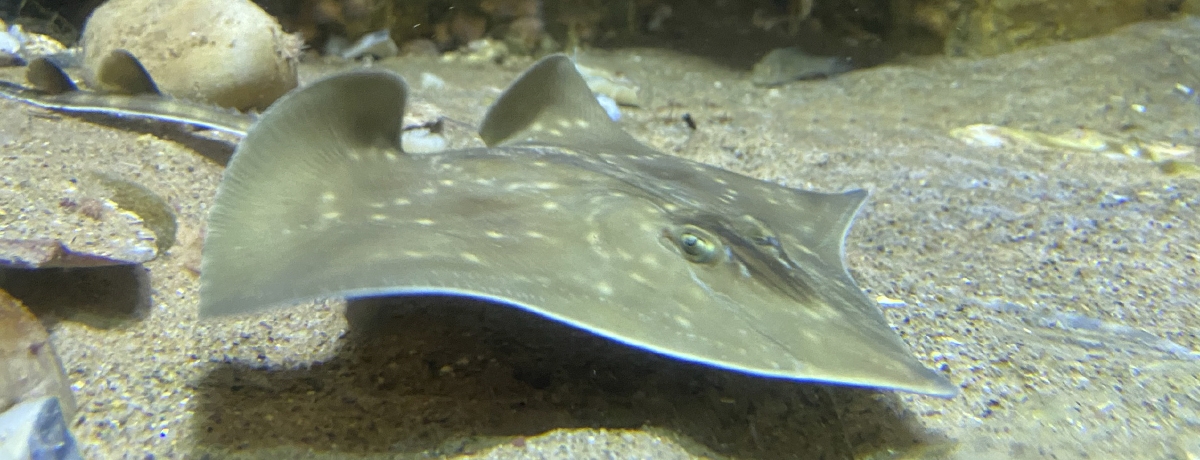 Fit a Rare Fash! Cedric the Skate to be Star of Doric Story!