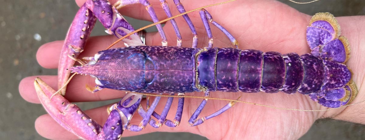 Sponsor a Baby Lobster