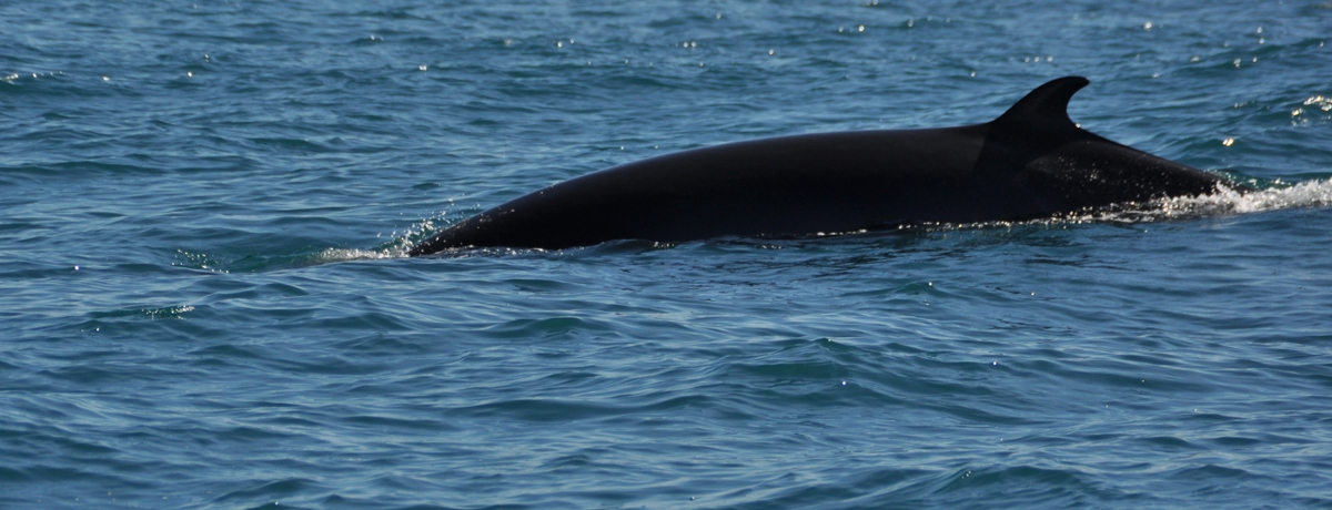 Dive in Deeper - Fins to Watch Out For