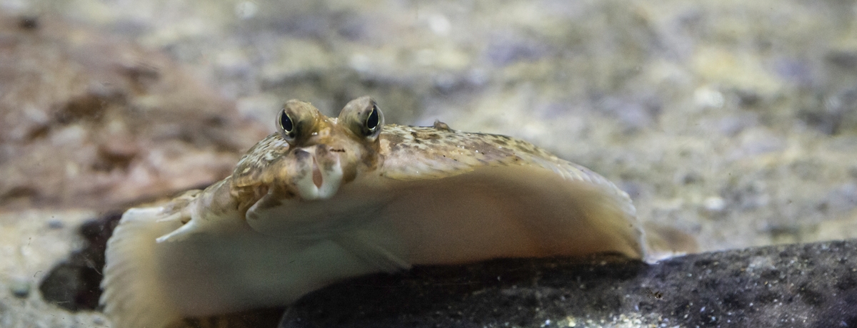 Dive in Deeper - The Sandy Seabed