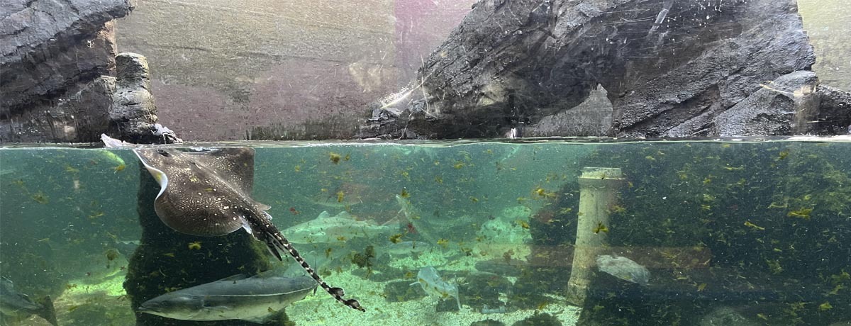 Draining the Kelp Reef Display